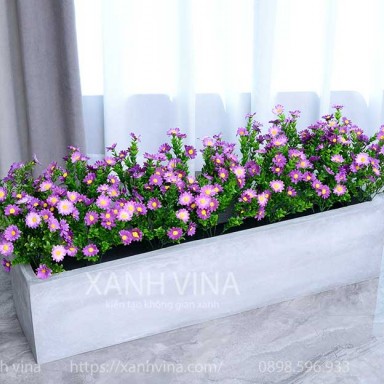 Hàng rào hoa cúc sẻ